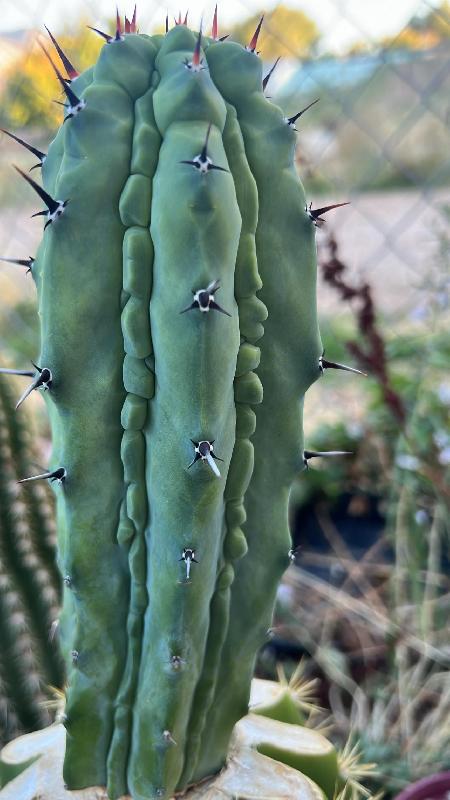 myrtillocactus-grecas-v0-a9hk0cj4sbtf1.jpeg