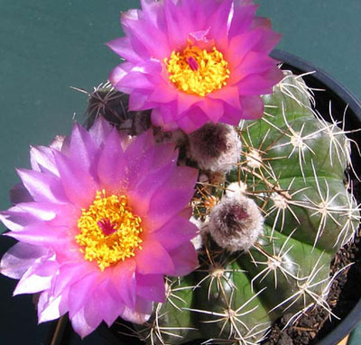 notocactus_webelmannianus.jpg