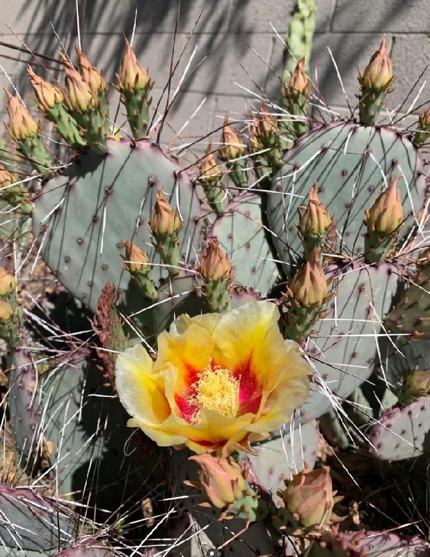 opuntia-macrocentra-1.jpg