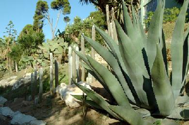 orto_botanico_piante_grasse03.jpg