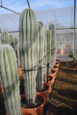 pachycereus-pringlei16.jpg