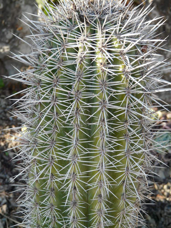 pachycereus-pringlei16998.jpg