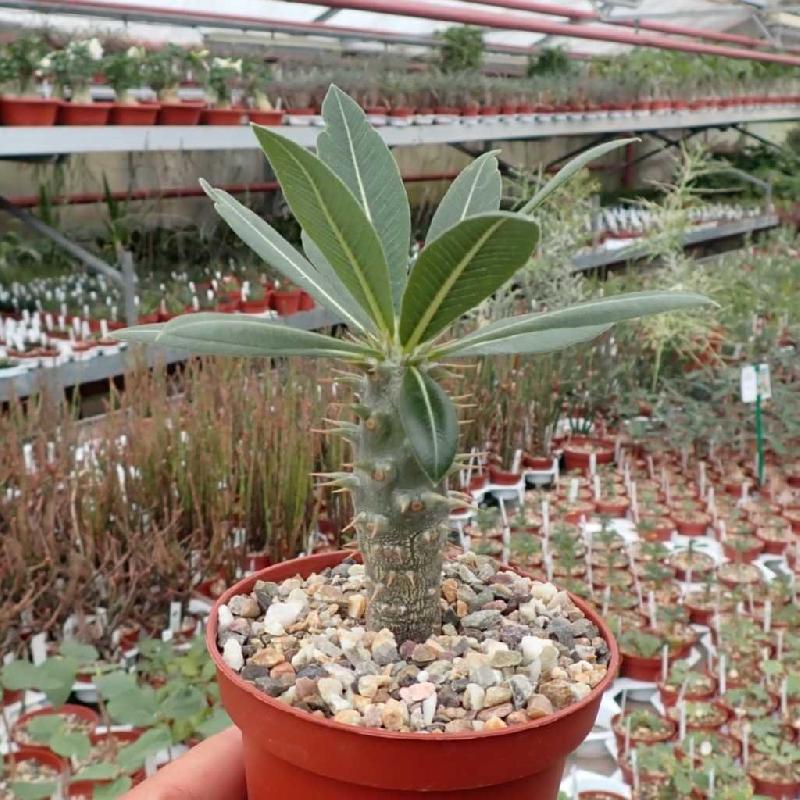 pachypodium-horombense-madagaskar.jpg