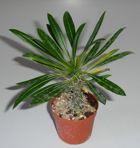 pachypodium_lamerei2.jpg