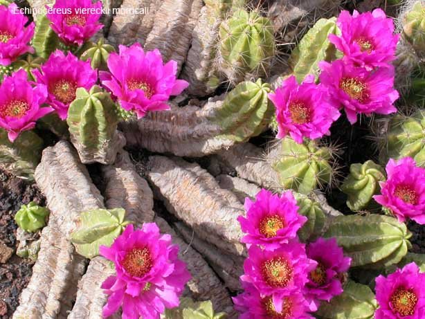 phoca_thumb_l_echinocereus-vierecki-morricalii.jpg