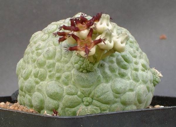 pseudolithos-migiurtinus-seeds.jpg