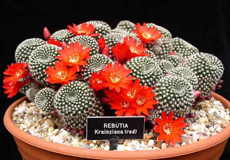 rebutia-krainziana-red-copy.jpg