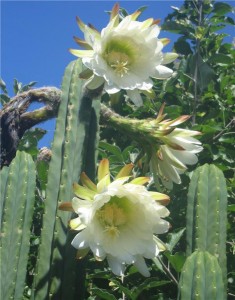 san-pedro-flower2-235x300.jpg