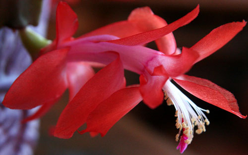 schlumbergera_rossa500.jpg