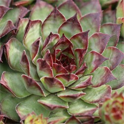 sempervivum-tectorum-var-calcareum.jpg