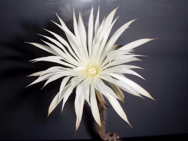 setiechinopsis_mirabilis_flower.jpg