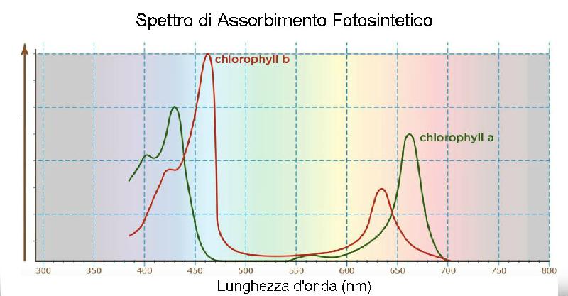 spettoassorbm.jpg