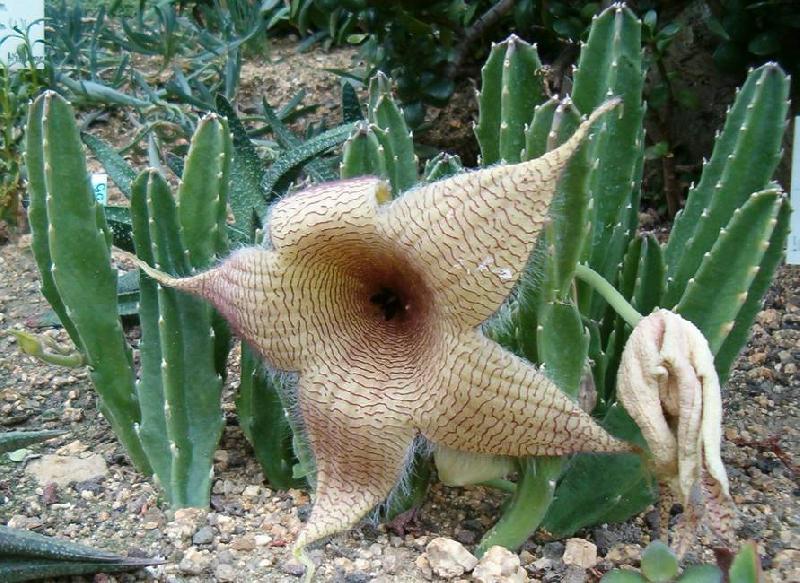 stapelia-gigantea.jpg