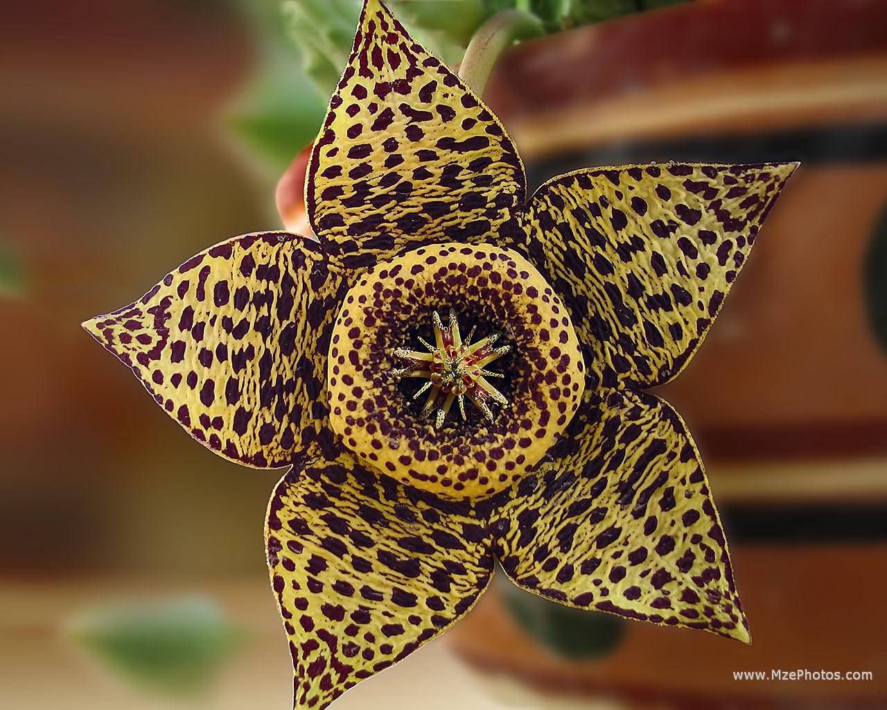 stapelia-variegata-1280x1024.jpg