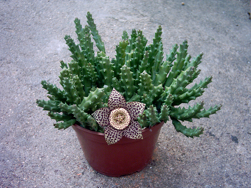 stapeliavariegata1.jpg