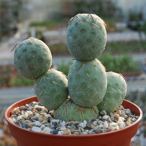 tephrocactus-geometricus.jpg