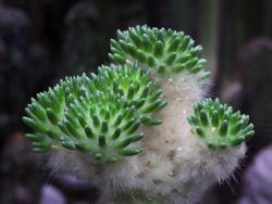 tephrocactus_malyanus_.jpg