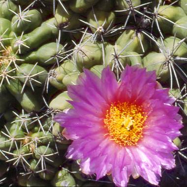 thelocactus-leucacanthus-subsp-schmollii-380x760.jpg