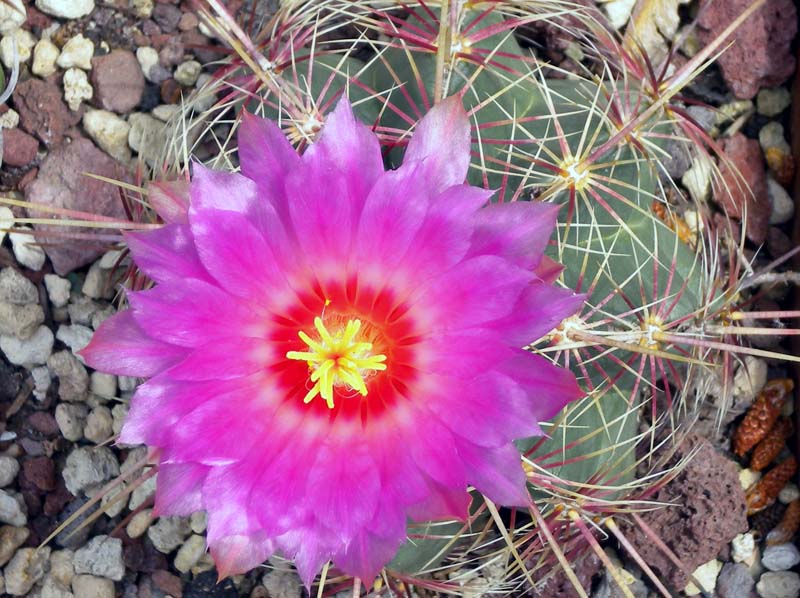 thelocactus_bicolor_v_tricolor_5_910.jpg