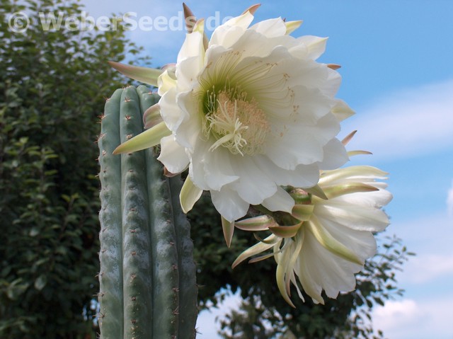 trichocereus_pachanoi_79tn443d.jpg