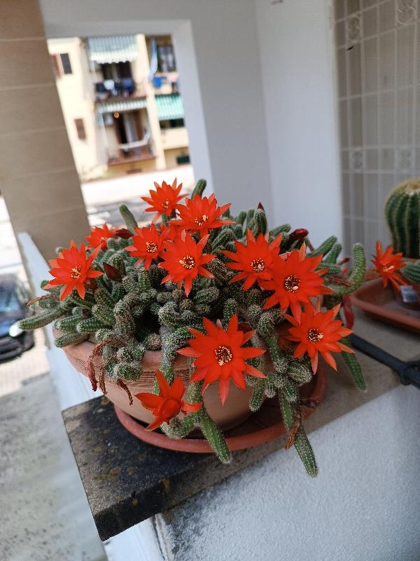 IMG20250609133955.jpg