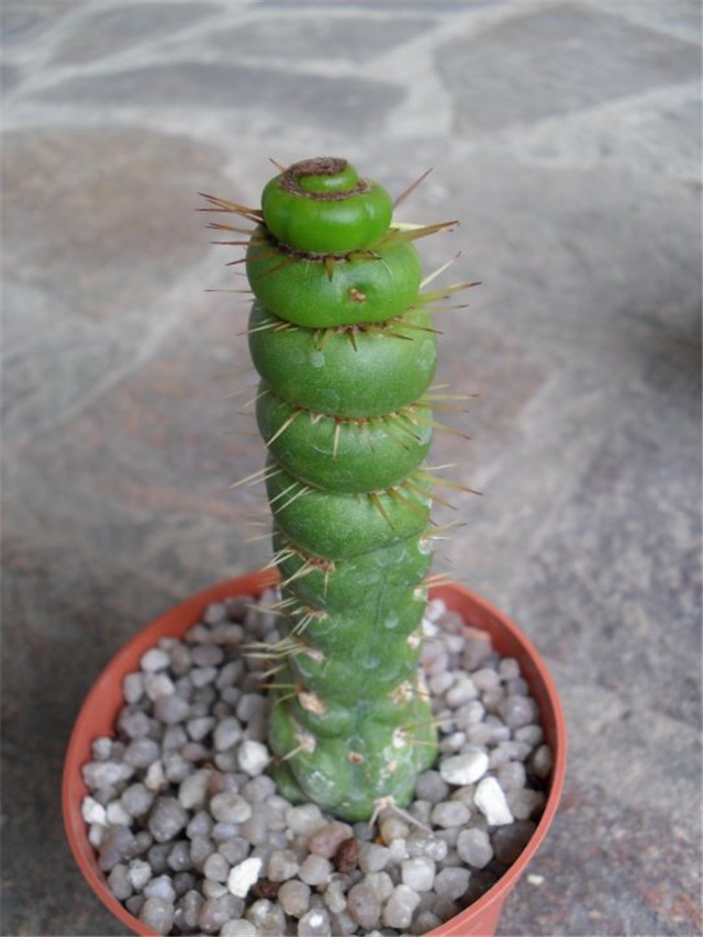 Eulychnia_Castanea_Varispiralis.jpg