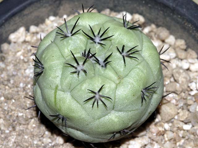 ortegocactus_macdougallii.jpg