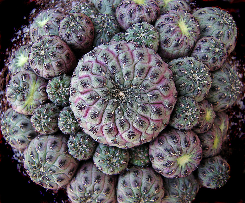 sulcorebutia_rauschii.jpg