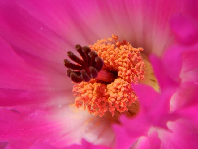 2380_23_06_13_Echinocereus_Rigidissimus_Rub.jpg