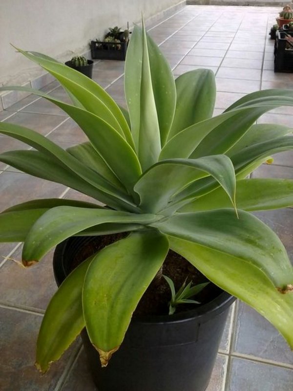 311020122990_Agave_attenuata.jpg