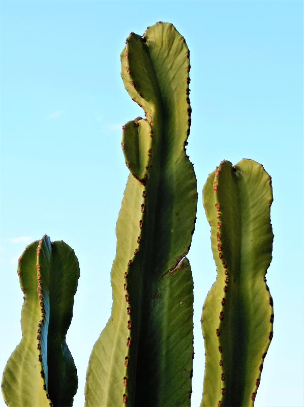 EuphorbiaEritrea.jpg