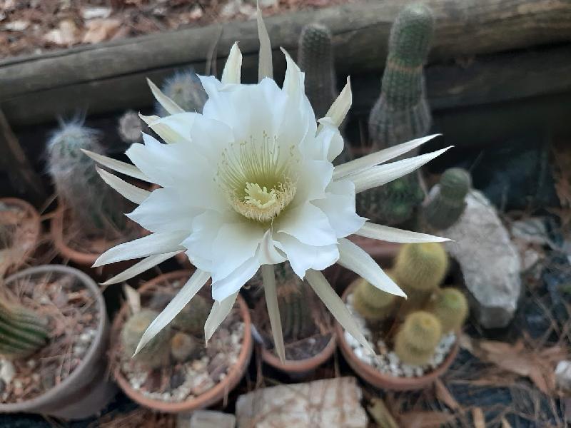 TRICHOCEREUS.jpg