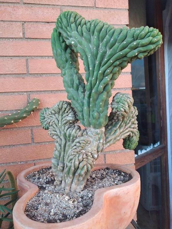 Myrtillocactus.jpg