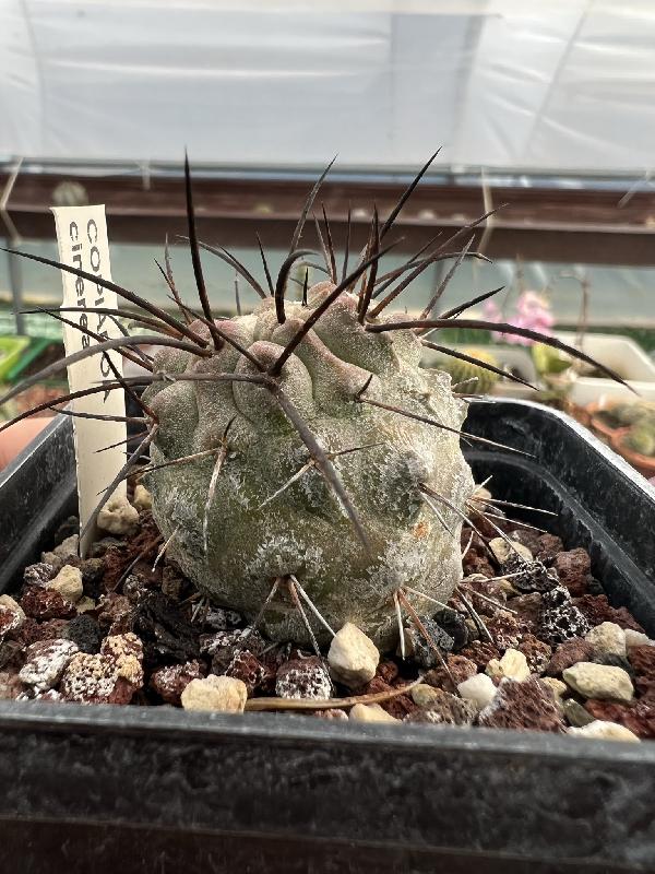 Copiapoa_Cinerea..jpeg