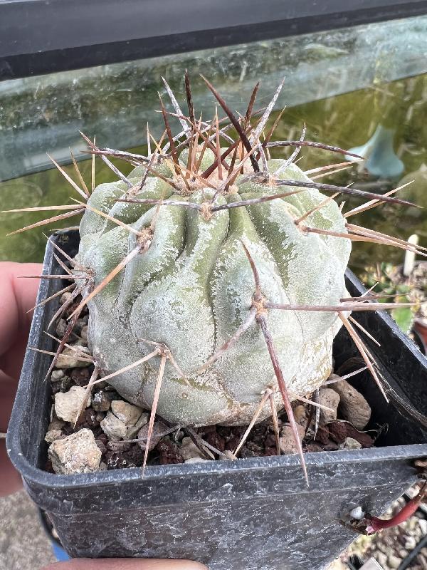 Copiapoa_Haseltoniana.jpeg