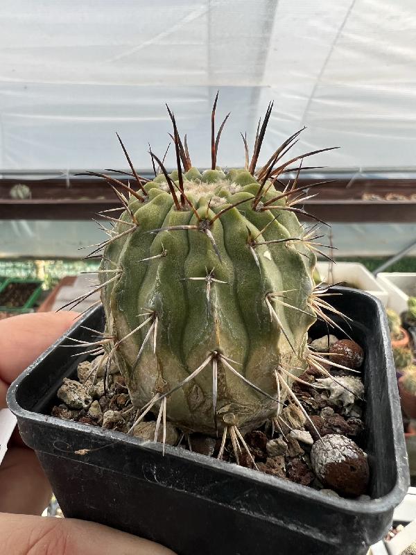 Copiapoa_carrizalensis.jpeg