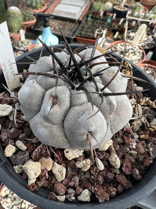 Copiapoa_cinerea.jpeg