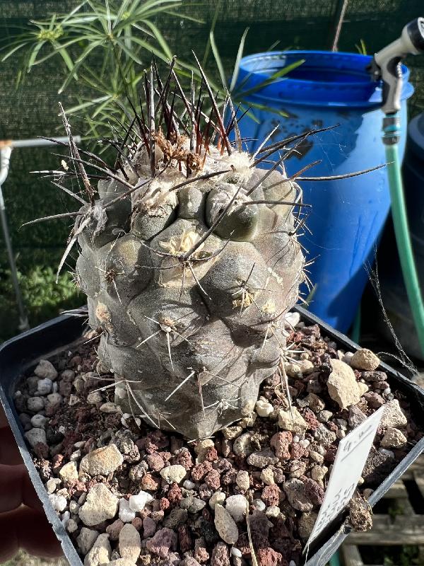 Copiapoa_mollicula_FR525.jpeg