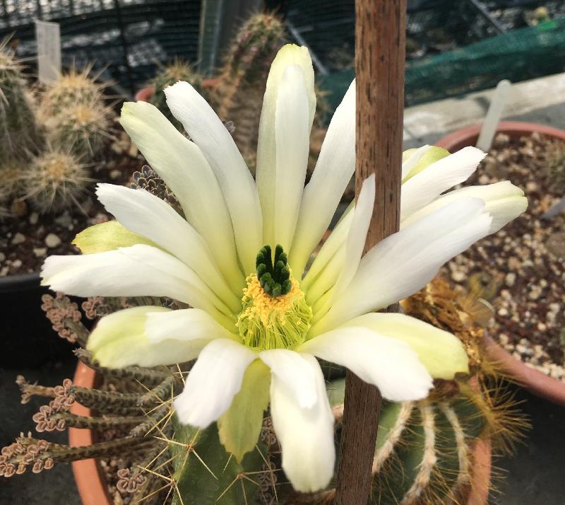 Echinocereus_pentalophus_var._procumbens_albiflorus_Nuevo_Leon._Mexico.jpg