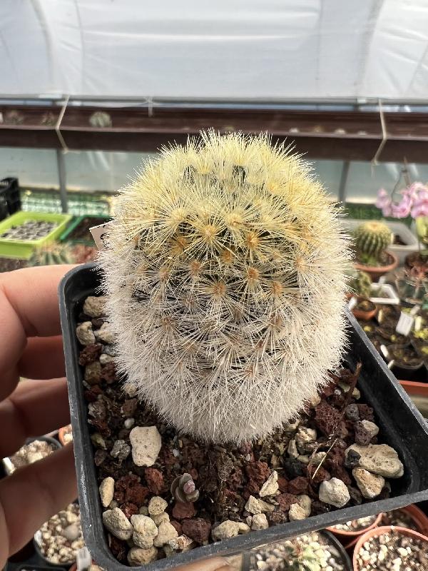 MAMMILLARIA_carmenae_var._rubriflora.jpeg