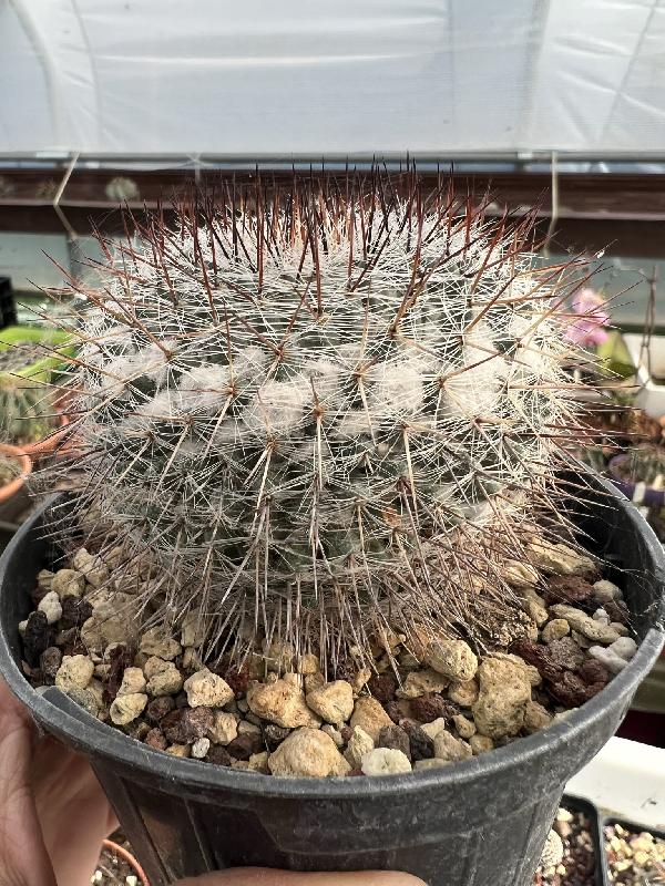 Mammillaria_Ritteriana.jpeg