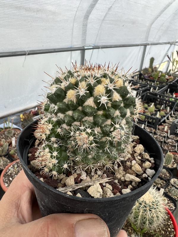 Mammillaria_eichlamii.jpeg