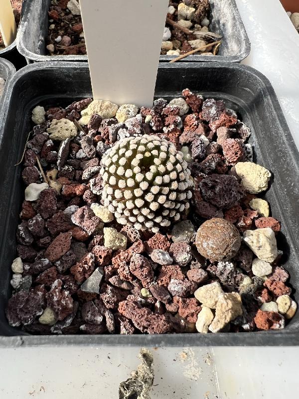 Mammillaria_luethyi.jpeg