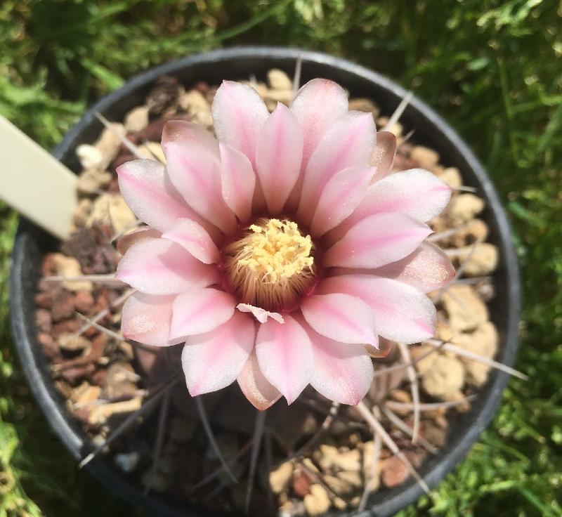 Gymnocalycium_castellanosii_v.bozsingianum.jpg