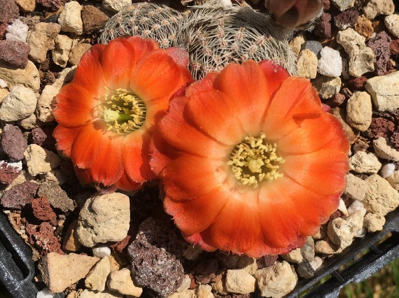 Rebutia_gracilispina.jpg