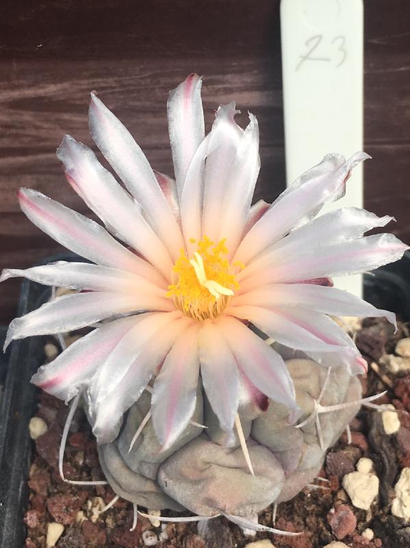 Thelocactus_hexaedrophorus.jpg