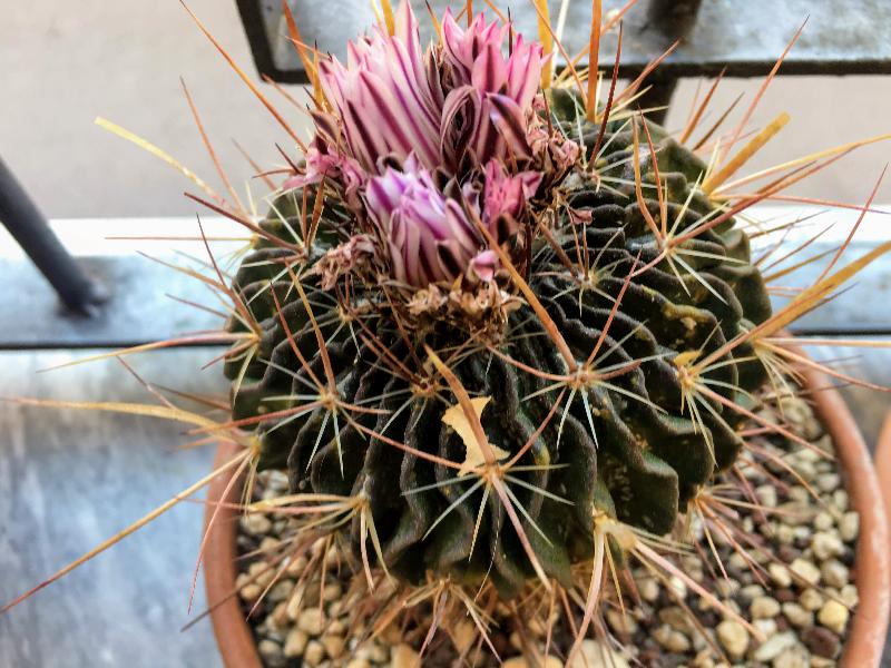 Echinofossulocactus.jpeg