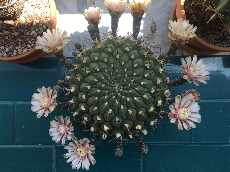 Gymnocalycium.jpeg