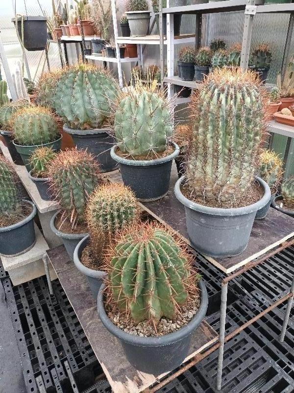 20250413_115415.jpg