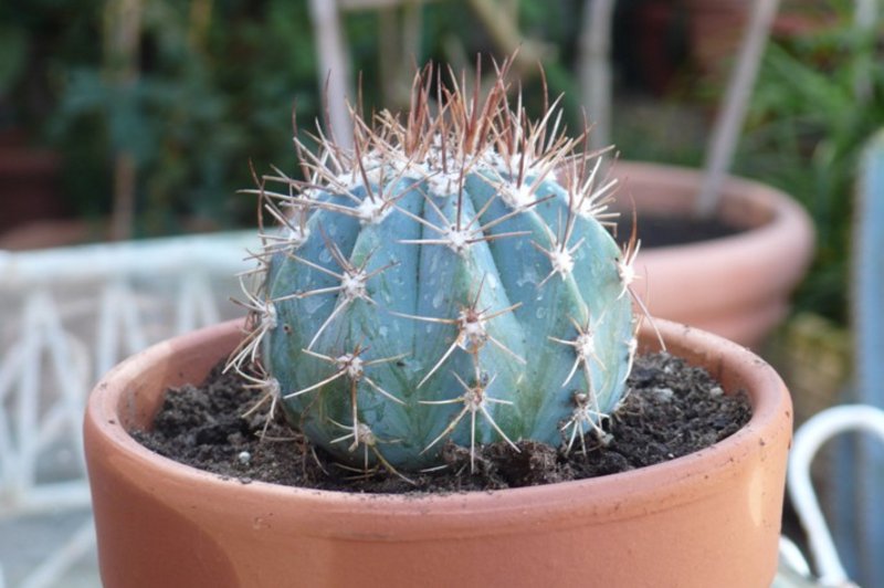 Melocactus_azureus.jpg